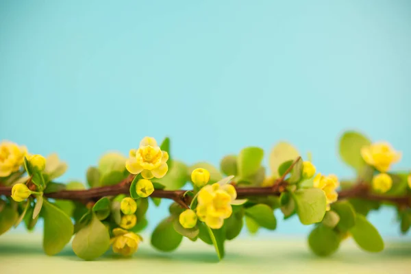 Spring Blossoming Barberry Branch Green Leaves Barbs Yellow Flowers Pastel — Stock Photo, Image