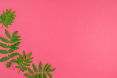 Parlak pembe arka plan kopya alanı en az çift ton pop sanat tarzı, metin için çerçeve şablonu ile taze yeşil rowan ağacı ile yaratıcı düz yatıyordu üstten görünüm desen yaprak