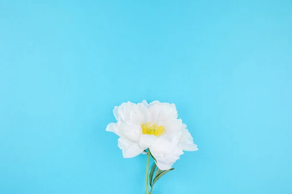 Flores Peonía Blanca Sobre Fondo Papel Color Azul Pastel Con — Foto de Stock
