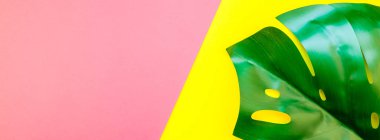 Tropikal orman palm monstera parlak sarı ve pembe çift ton kağıt arka plan üzerinde bırakır. Yaz yaratıcı düz metin için kavram şablon yatıyordu. Uzun geniş afiş