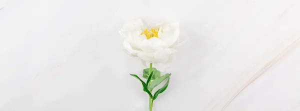 Belle Floraison Fleurs Pivoine Blanche Sur Fond Marbre Avec Espace — Photo