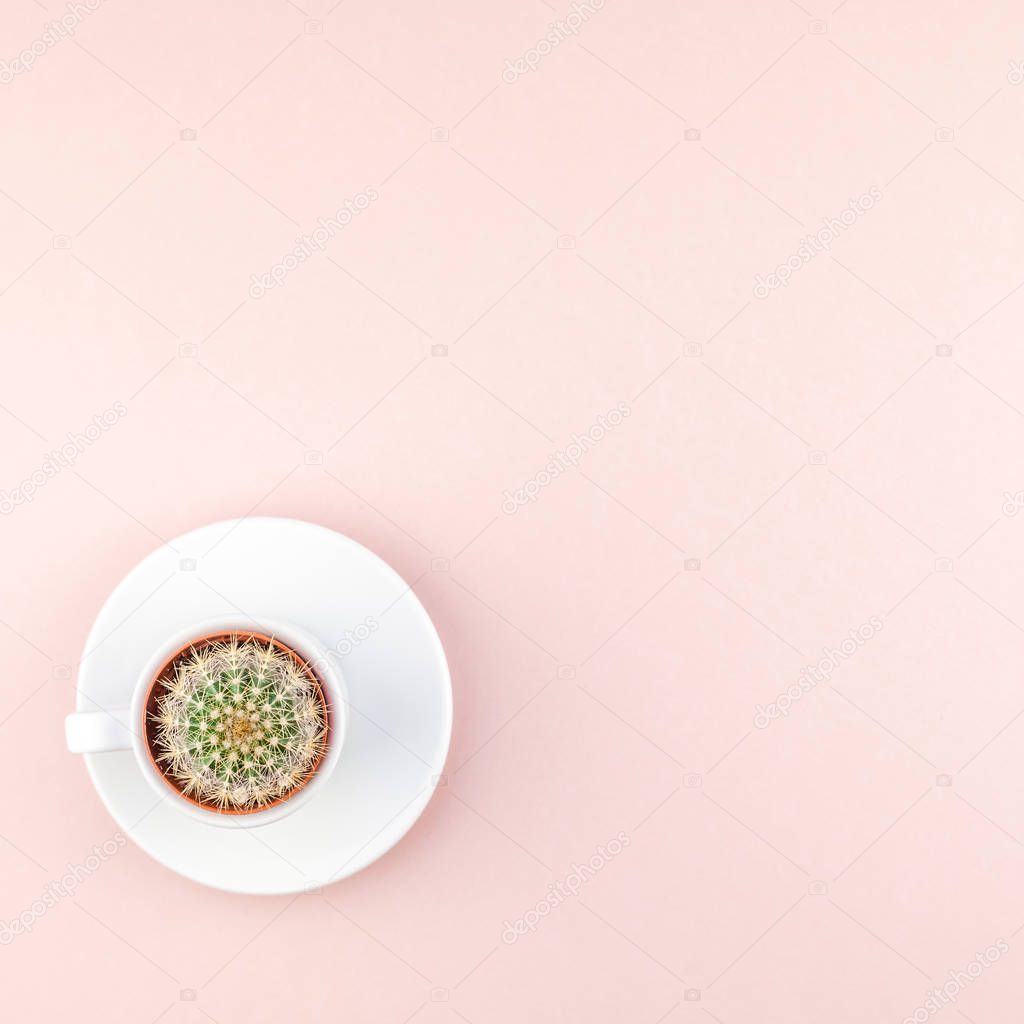 Square flat lay overhead top view small pot with decorative cactus plant in cup with copy space millennial pink paper background in minimalism style. Trendy template for feminine blog social media