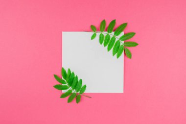 Üstten görünüm parlak pembe arka plan kopya alanı en az çift ton pop sanat tarzı, metin için şablon ile beyaz mektup taze yeşil rowan ağacı ile alay etmek yukarıya yaprak yaratıcı düz yatıyordu