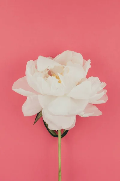Blommande Vit Pion Blommor Pastell Färg Papper Bakgrund Med Kopia — Stockfoto