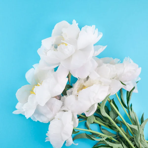 Flores Peonía Blanca Sobre Fondo Papel Color Azul Cuadrado Con — Foto de Stock