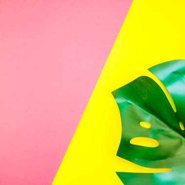 Tropikal orman palm monstera parlak kare sarı ve pembe çift ton kağıt arka plan üzerinde bırakır. Yaz yaratıcı düz metin için kavram şablon koymak
