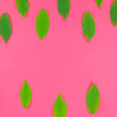 Kopya alanı en az pop sanat tarzı, metin için şablon parlak pembe kare zemin üzerine yaratıcı düz yatıyordu üstten görünüm desen taze yeşil yaprakları