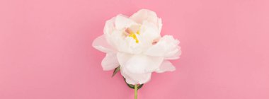 Kopya alanı en az tarzı, kartpostal, yazı, metin tasarım şablonu ile pastel bin yıllık pembe renkli kağıt arka plan beyaz şakayık çiçekleri çiçek açmış. Uzun geniş afiş blog ya da sosyal medya için