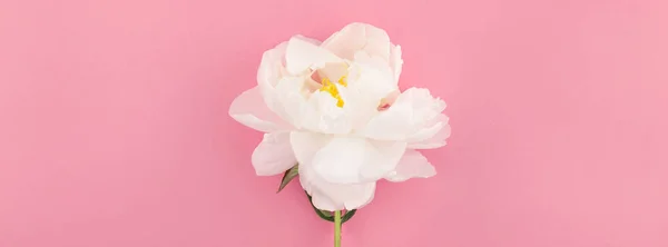 Blommande Vit Pion Blommor Pastell Tusenåriga Rosa Färg Papper Bakgrund — Stockfoto