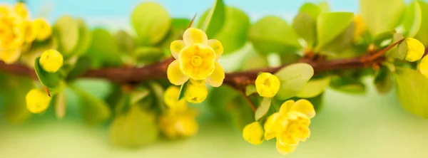 Ramo Crespino Fiorito Primaverile Con Foglie Verdi Barbe Fiori Gialli — Foto Stock