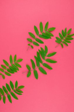 Parlak pembe arka plan kopya alanı en az çift ton pop sanat tarzı, metin için çerçeve şablonu ile taze yeşil rowan ağacı ile yaratıcı düz yatıyordu üstten görünüm desen yaprak