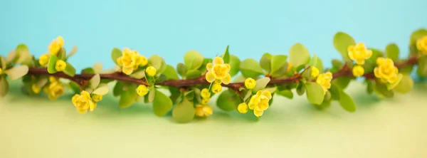 Fjærblomstrende Barbærgrein Med Grønne Blader Barber Gule Blomster Pastellfarget Papirbakgrunn – stockfoto