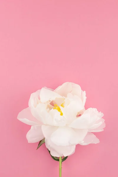 Blommande Vit Pion Blommor Pastell Färg Papper Bakgrund Med Kopia — Stockfoto