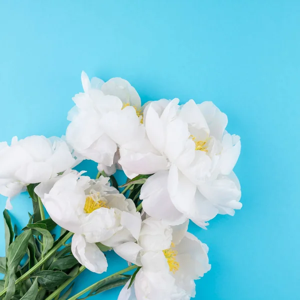 Flores Peônias Brancas Fundo Papel Cor Azul Quadrado Com Espaço — Fotografia de Stock