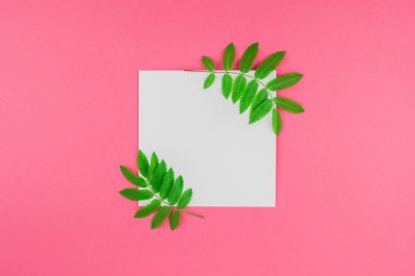 Üstten görünüm parlak pembe arka plan kopya alanı en az çift ton pop sanat tarzı, metin için şablon ile beyaz mektup taze yeşil rowan ağacı ile alay etmek yukarıya yaprak yaratıcı düz yatıyordu