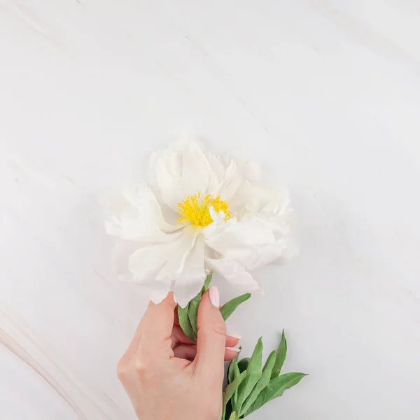 Hermosas Flores Peonía Blanca Flor Sobre Fondo Mármol Con Espacio — Foto de Stock