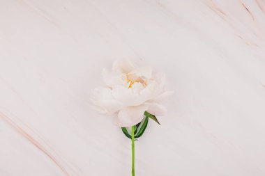 Güzel kopya alanı en az tarzı, kartpostal, yazı, metin veya tasarım şablonu mermer zemin üzerine beyaz şakayık çiçekleri blooming. Düğün davetiyesi ve kutlama tebrik kavramı