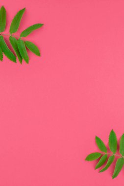 Parlak pembe arka plan kopya alanı en az çift ton pop sanat tarzı, metin için çerçeve şablonu ile taze yeşil rowan ağacı ile yaratıcı düz yatıyordu üstten görünüm desen yaprak