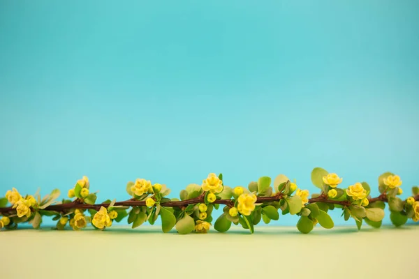 Primavera Florescendo Ramo Baga Com Folhas Verdes Farpas Flores Amarelas — Fotografia de Stock