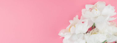 Kopya alanı en az tarzı, kartpostal, yazı, metin tasarım şablonu ile pastel bin yıllık pembe renkli kağıt arka plan beyaz şakayık çiçekleri çiçek açmış. Uzun geniş afiş blog ya da sosyal medya için