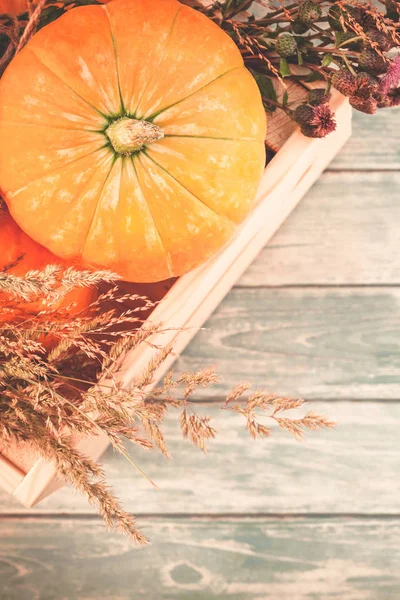 Horní Pohled Podzim Oranžové Dýně Suchých Květin Trávy Pozadí Díkůvzdání — Stock fotografie
