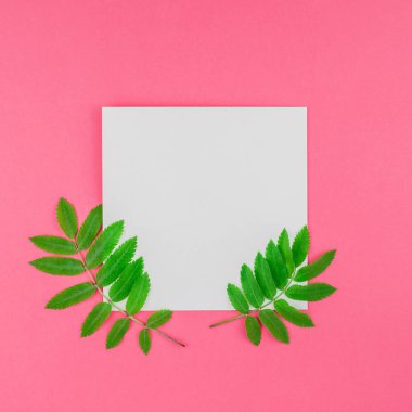 Üstten görünüm kopya alanı en az çift ton pop sanat tarzı, metin için şablon parlak pembe kare zemin üzerine beyaz mektup taze yeşil rowan ağacı ile alay etmek yukarıya yaprak yaratıcı düz yatıyordu