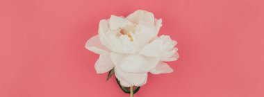 Kopya alanı en az tarzı, kartpostal, yazı, metin tasarım şablonu ile pastel bin yıllık pembe renkli kağıt arka plan beyaz şakayık çiçekleri çiçek açmış. Uzun geniş afiş blog ya da sosyal medya için