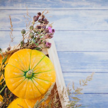 Üstten görünüm sonbahar turuncu kabak, kare ve Kuru çiçekler ve çim kutusu Şükran günü arka planda kopya alanı ile mavi tonda ahşap masa üzerinde. Sonbaharda hasat ruh metin için şablon