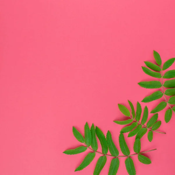 Creative Flat Lay Top View Pattern Fresh Green Rowan Tree — Stock Photo, Image