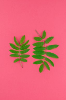 Parlak pembe arka plan kopya alanı en az çift ton pop sanat tarzı, metin için çerçeve şablonu ile taze yeşil rowan ağacı ile yaratıcı düz yatıyordu üstten görünüm desen yaprak