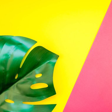 Tropikal orman palm monstera parlak kare sarı ve pembe çift ton kağıt arka plan üzerinde bırakır. Yaz yaratıcı düz metin için kavram şablon koymak