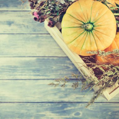 Üstten görünüm sonbahar turuncu kabak, kare ve Kuru çiçekler ve çim kutusu Şükran günü arka planda kopya alanı ile mavi tonda ahşap masa üzerinde. Sonbaharda hasat ruh metin için şablon
