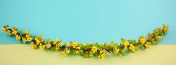 Våren Blommande Berberis Gren Med Gröna Blad Hullingar Och Gula — Stockfoto