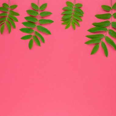 Kopya alanı en az çift ton pop sanat tarzı, metin için çerçeve şablonu parlak pembe kare zemin üzerine taze yeşil rowan ağacı ile yaratıcı düz yatıyordu üstten görünüm desen bırakır