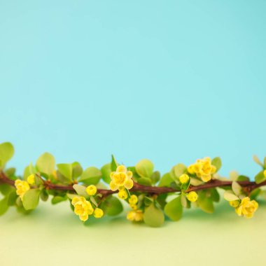Bahar çiçek açması kızamık şube ile yeşil yaprakları, barbs ve kare pastel renk Kağıt arka plan kopya alanı en az tarzı, metin veya tasarım şablonu ile sarı çiçekler