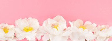 Kopya alanı en az tarzı, kartpostal, yazı, metin tasarım şablonu ile pastel bin yıllık pembe renkli kağıt arka plan beyaz şakayık çiçekleri çiçek açmış. Uzun geniş afiş blog ya da sosyal medya için