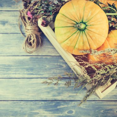 Üstten görünüm sonbahar turuncu kabak, kare ve Kuru çiçekler ve çim kutusu Şükran günü arka planda kopya alanı ile mavi tonda ahşap masa üzerinde. Sonbaharda hasat ruh metin için şablon