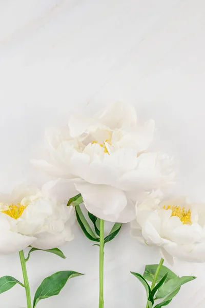 Indah Bunga Peony Putih Mekar Pada Latar Belakang Marmer Dengan — Stok Foto