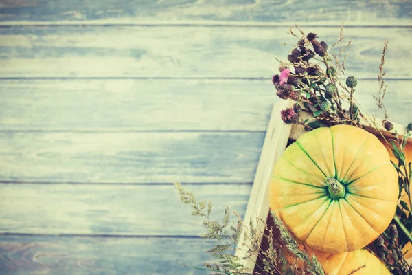 Sonbahar turuncu kabak ve Kuru çiçekler görünümünü ana sayfa ve kopya alanı ile mavi tonda ahşap masa üzerinde kutusu Şükran günü arka planda çim. Sonbaharda hasat ruh metin için şablon