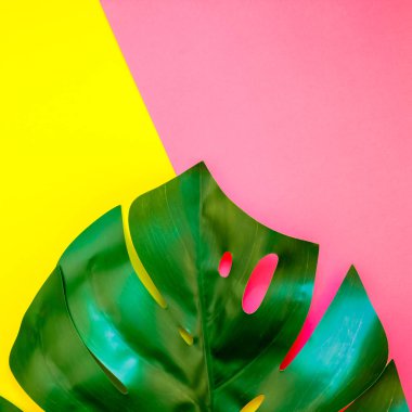 Tropikal orman palm monstera parlak kare sarı ve pembe çift ton kağıt arka plan üzerinde bırakır. Yazın yaratıcı pop sanat düz yatıyordu kavramı şablon metin için