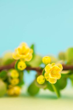 Bahar çiçek açması kızamık şube ile yeşil yaprakları, barbs ve pastel renk Kağıt arka plan kopya alanı en az tarzı, metin için şablon ile sarı çiçekler