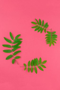 Parlak pembe arka plan kopya alanı en az çift ton pop sanat tarzı, metin için çerçeve şablonu ile taze yeşil rowan ağacı ile yaratıcı düz yatıyordu üstten görünüm desen yaprak