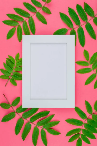 Creative flat lay top view white frame mock up with fresh green rowan tree leaves on bright pink background with copy space in minimal duotone pop art style, template for text