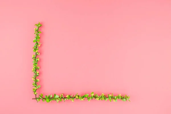 Творча Плоска Концепція Зверху Вид Весняного Цвітіння Гілки Барбарису Зеленим — стокове фото