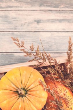 Sonbahar turuncu kabak ve Kuru çiçekler görünümünü ana sayfa ve kopya alanı ile mavi tonda ahşap masa üzerinde kutusu Şükran günü arka planda çim. Sonbaharda hasat ruh metin için şablon