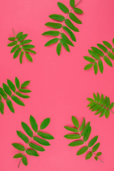 Creative flat lay top view pattern with fresh green rowan tree leaves on bright pink background with copy space in minimal duotone pop art style, frame template for text