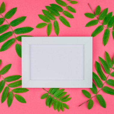 Üstten görünüm kopya alanı en az çift ton pop sanat tarzı, metin için şablon parlak pembe kare zemin üzerine beyaz çerçeve taze yeşil rowan ağacı ile alay etmek yukarıya yaprak yaratıcı düz yatıyordu