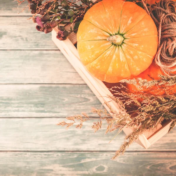 Bovenaanzicht Van Herfst Oranje Pompoenen Square Droge Bloemen Gras Vak — Stockfoto