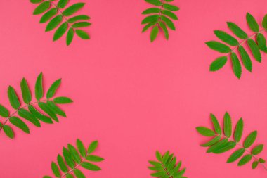 Parlak pembe arka plan kopya alanı en az çift ton pop sanat tarzı, metin için çerçeve şablonu ile taze yeşil rowan ağacı ile yaratıcı düz yatıyordu üstten görünüm desen yaprak