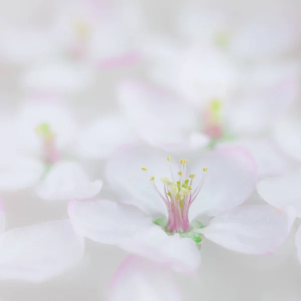 Квадрат Близько Білої Весни Квітучі Яблуні Квіти Плавають Ароматному Посуді — стокове фото